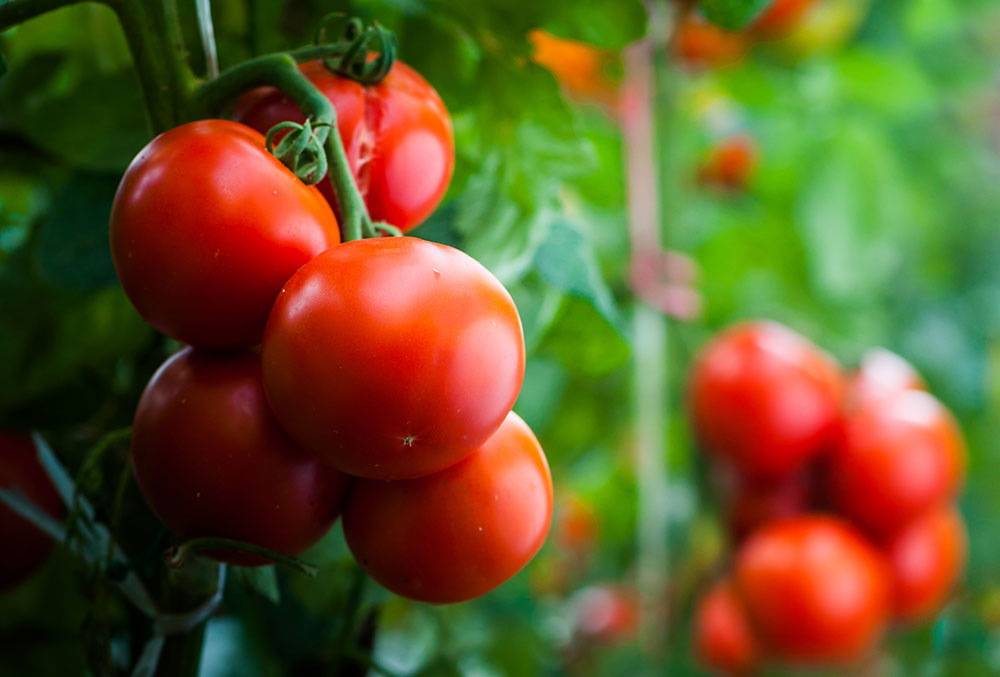 トマトの育て方_有機栽培で家庭菜園