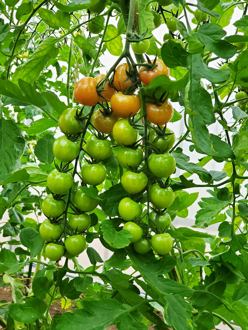 BLOF理論で栽培した、ありえない量の実がついているミニトマト