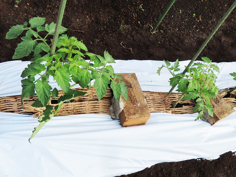 有機栽培で家庭菜園_トマトのマルチング