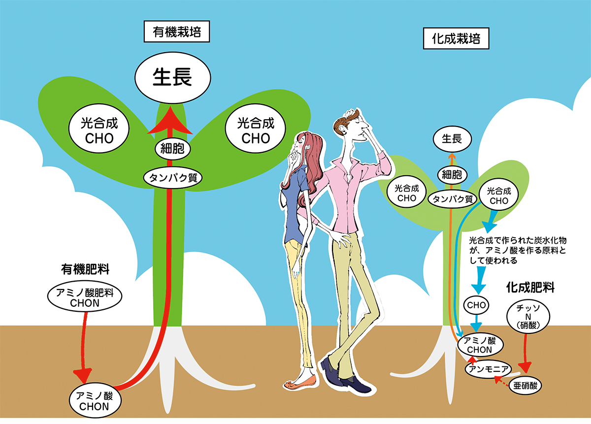 化成のチッソではなくアミノ酸を直接吸収できる | AkihisaMisawa